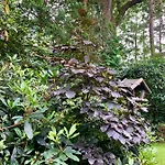 Rode Bosuil: Thuiskomen Op De Veluwe! Hébergement de vacances *