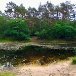 Rode Bosuil: Thuiskomen Op De Veluwe!