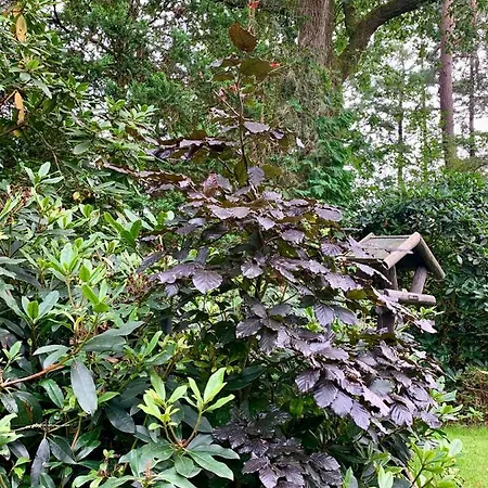 Rode Bosuil: Thuiskomen Op De Veluwe! 펜션 *