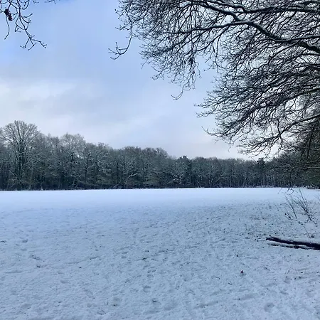 Rode Bosuil: Thuiskomen Op De Veluwe! *