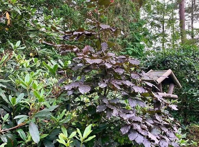 Rode Bosuil: Thuiskomen Op De Veluwe! Semesterbostad *