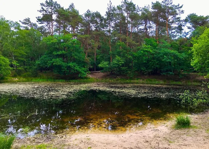 Rode Bosuil: Thuiskomen Op De Veluwe!