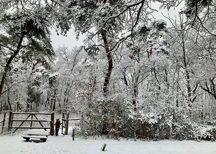 Rode Bosuil: Thuiskomen Op De Veluwe! Otterlo