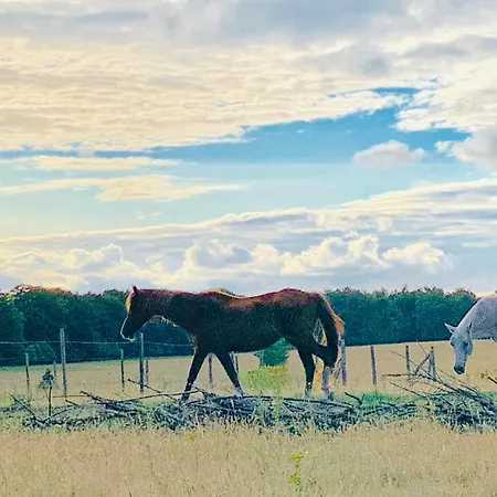Rode Bosuil: Thuiskomen Op De Veluwe!