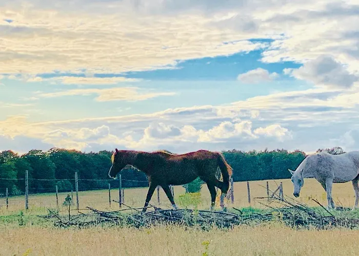 Rode Bosuil: Thuiskomen Op De Veluwe!