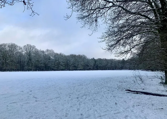 Rode Bosuil: Thuiskomen Op De Veluwe! *